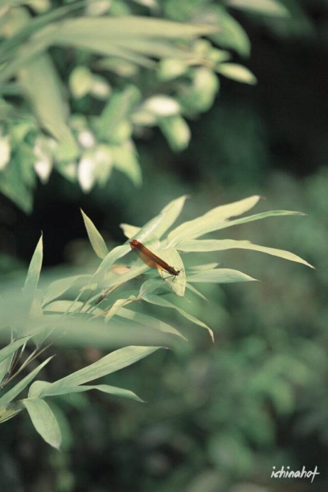 徐维森男色摄影《京都缝隙的阳光》 - 图3